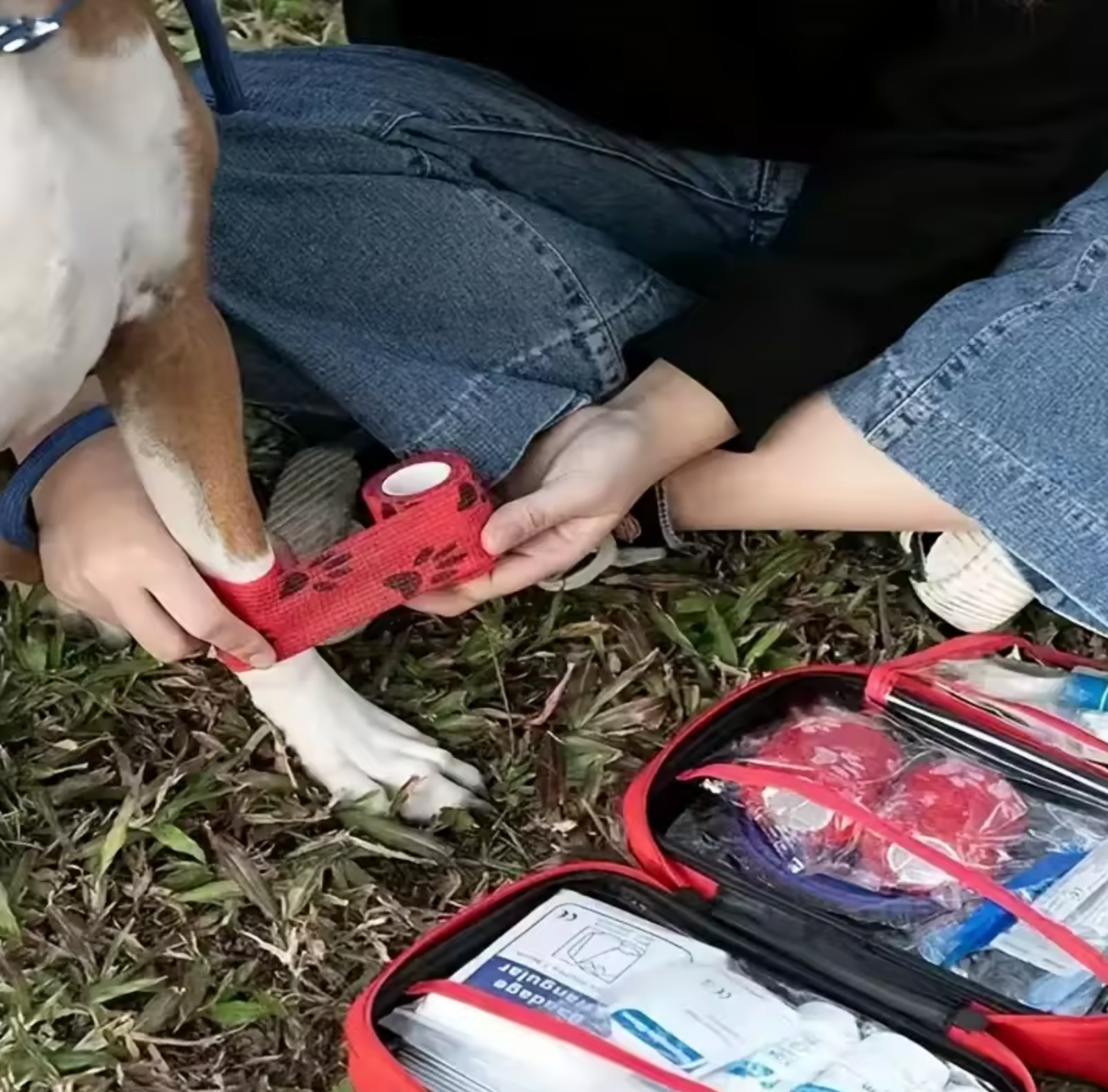 Första Hjälpen för hundar - Tänk på din hund i en kris